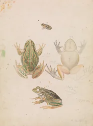 Grenouille rugissante, Litoria raniformis